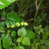 Laportea interrupta (L.) Chew